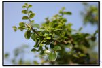 IMG_2687z