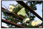 IMG_2702z
