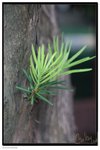 IMG_2826z