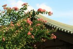 IMG_2874ab