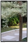 IMG_2892z