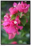 IMG_2960az