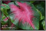 IMG_1495az