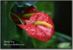 IMG_1502z