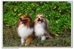 IMG_2992z