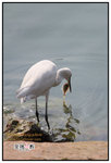 IMG_5391z