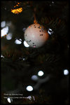 IMG_0606z