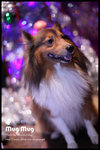 IMG_0644z