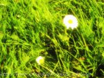 IMG_0959