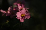 DPP_0342