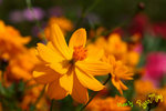 DPP_0614