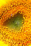 DPP_0619