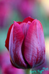 DPP_0620