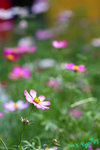 DPP_0623