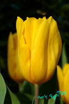 DPP_0626