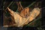 DPP_0323