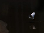 P6060433