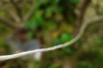 2009_0405_133408edz