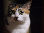 2009_0326_031117edz