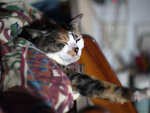 2009_0424_174834ORz