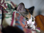 2009_0424_175310ORz