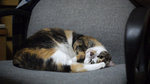 2009_0509_214034ORz