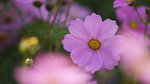 2009_0314_093602edzz
