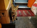 2009_0211_191330edz