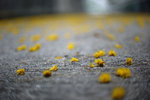 2009_0329_144622edz