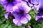 IMG_6488