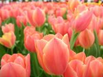 IMG_0483