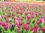 IMG_0490