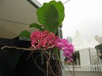 IMG_0544
