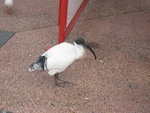 IMG_0463 (2)