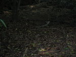 IMG_0409