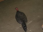 IMG_0421