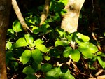 tn_DSC03384