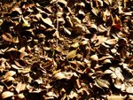tn_DSC03409