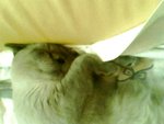 tn_IMG0056A