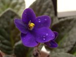 DSC05054_rs