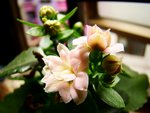 tn_DSC03056
