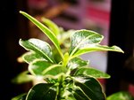 tn_DSC03061