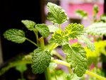 tn_DSC03067