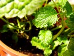 tn_DSC03070