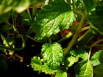 tn_DSC03071
