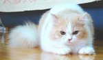 RS_DSC08890a