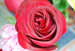 flower (10)
