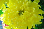 flower (2)