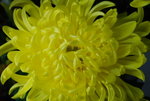 flower (25)