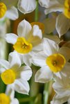 flower (33)